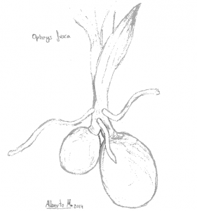 Dibujo Ophrys fusca