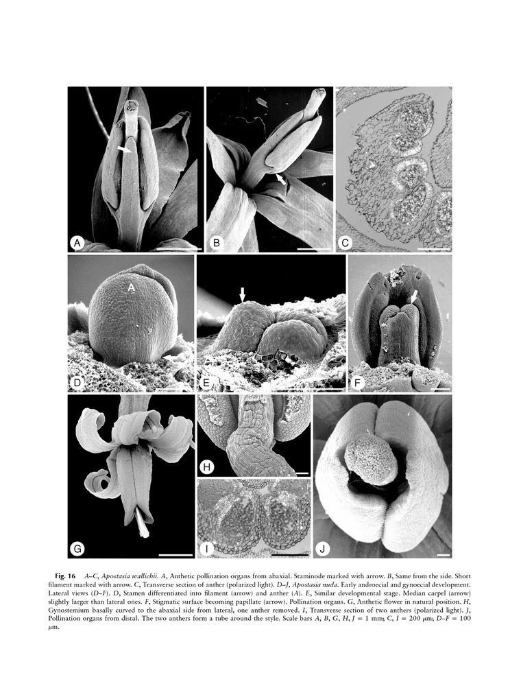 Captura de un fragmento de estudio morfológico de Apostasioideae