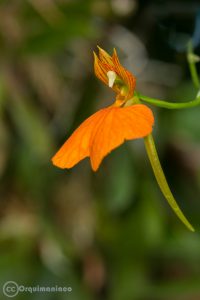 Flor de Comparettia speciosa.