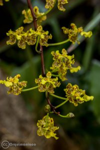Flor de Oncidium cavendishianum