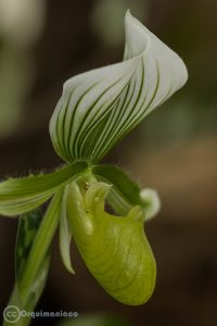 Paphiopedilum