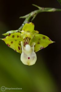 Foto de Polystachya maculata