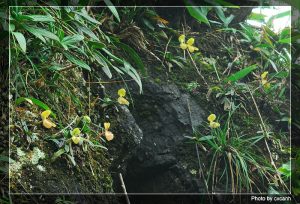 Imágen de Paphiopedilum helenae