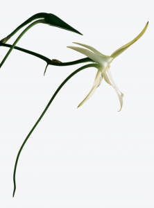 Angraecum sesquipedale y su espolón