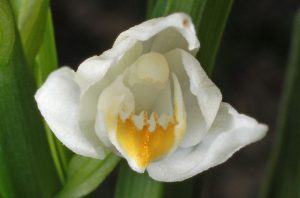 Cephalanthera longifolia imita polen.