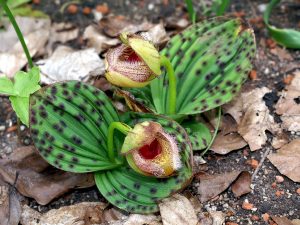 Cypripedium fargesii imita tener hongos