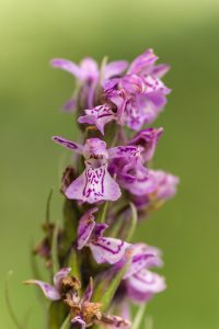 Dactylorhiza engaña con alimento.