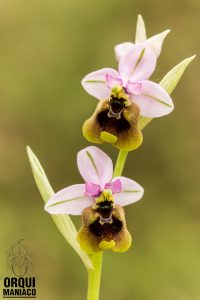 Oph. tenthredinifera es pseudoantagonista