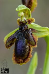 Ophrys vernixia, endemica de Andalucía