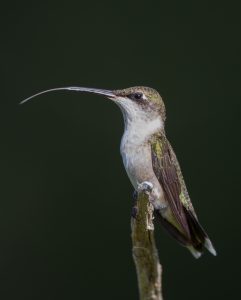 Colibrí y su lengua.