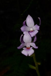 Calanthe x dominii