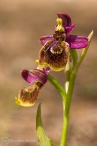 Ophrys x heraultii