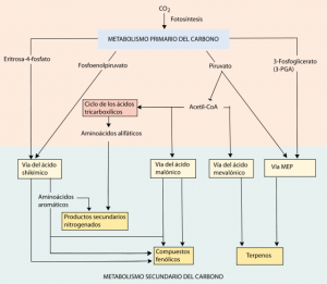 Metabolismo secundario