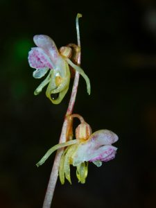 Epi. aphyllum flor detalle