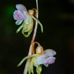 Epi. aphyllum flor detalle
