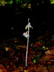 Epipogium planta