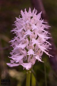 Orchis italica