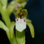 Detalle Corallorrhiza trifida