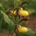 Flor Cypripedium calceolus