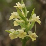 Inflorescencia Dactylorhiza insularis