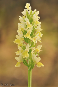 Dactylorhiza sulphurea inflorescencia.