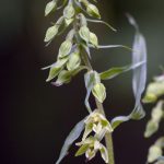 Epipactis phyllanthes inflorescencia