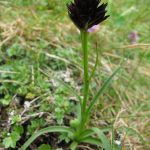 Gymnadenia gabasiana planta