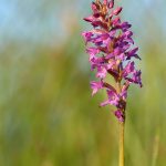 Inflorescencia Gymnadenia odoratissima