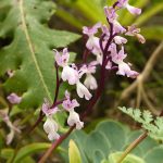 Orchis canariensis inflorescencia