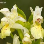 Dactylorhiza cantabrica detalle inflorescencia.