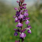 Inflorescencia Orchis robusta