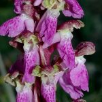 Detalle Orchis spitzelii