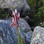 Serapias nurrica