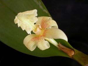 Flor de Flickingeria fimbriata